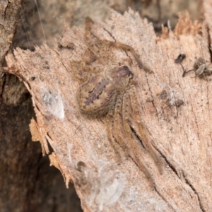 Isopedella sp. (genus) at Higgins, ACT - 10 Sep 2020