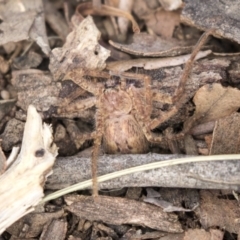 Isopedella sp. (genus) at Higgins, ACT - 10 Sep 2020