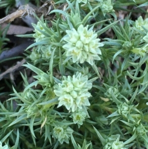 Scleranthus diander at Majura, ACT - 10 Sep 2020