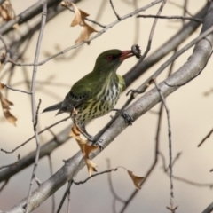 Oriolus sagittatus at Fadden, ACT - 10 Sep 2020