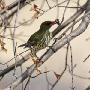 Oriolus sagittatus at Fadden, ACT - 10 Sep 2020