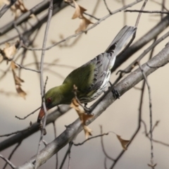 Oriolus sagittatus at Fadden, ACT - 10 Sep 2020