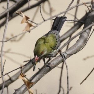 Oriolus sagittatus at Fadden, ACT - 10 Sep 2020