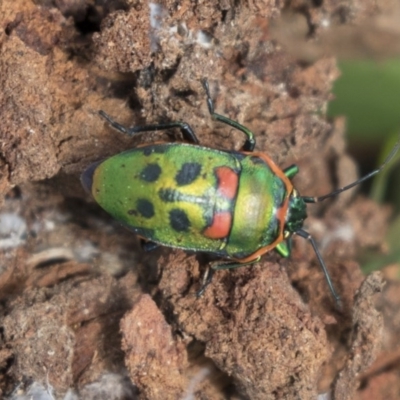 Scutiphora pedicellata (Metallic Jewel Bug) at Higgins, ACT - 10 Sep 2020 by AlisonMilton