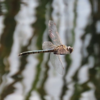 Hemicordulia tau (Tau Emerald) at Fadden, ACT - 10 Sep 2020 by RodDeb