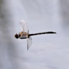 Hemicordulia tau at Fadden, ACT - 10 Sep 2020