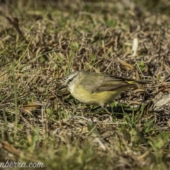 Acanthiza chrysorrhoa (Yellow-rumped Thornbill) at Paddys River, ACT - 29 Aug 2020 by BIrdsinCanberra
