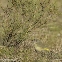 Acanthiza chrysorrhoa at Paddys River, ACT - 30 Aug 2020