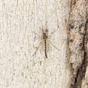 Chironomidae (family) at Higgins, ACT - 10 Sep 2020 09:35 AM