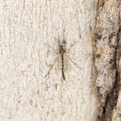 Chironomidae (family) (Non-biting Midge) at Higgins, ACT - 9 Sep 2020 by AlisonMilton