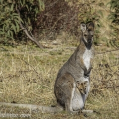 Notamacropus rufogriseus (Red-necked Wallaby) at Tidbinbilla Nature Reserve - 30 Aug 2020 by BIrdsinCanberra
