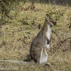 Notamacropus rufogriseus at Paddys River, ACT - 30 Aug 2020