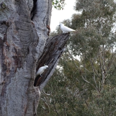 Cacatua galerita (Sulphur-crested Cockatoo) at O'Malley, ACT - 9 Sep 2020 by Mike