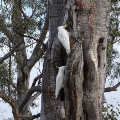 Cacatua galerita at O'Malley, ACT - 10 Sep 2020