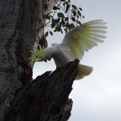 Cacatua galerita at O'Malley, ACT - 10 Sep 2020