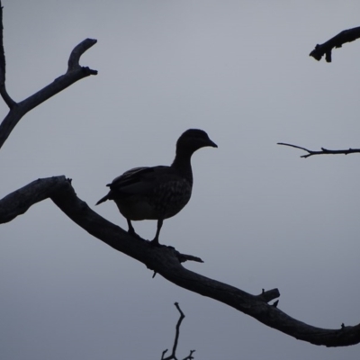 Chenonetta jubata (Australian Wood Duck) at O'Malley, ACT - 9 Sep 2020 by Mike