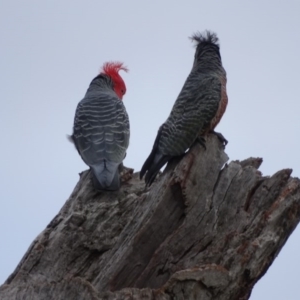 Callocephalon fimbriatum at O'Malley, ACT - 10 Sep 2020