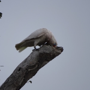 Cacatua tenuirostris X sanguinea at O'Malley, ACT - 10 Sep 2020