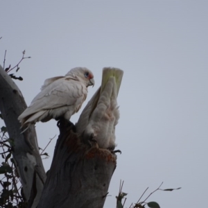 Cacatua tenuirostris X sanguinea at O'Malley, ACT - 10 Sep 2020