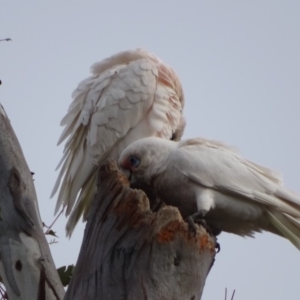 Cacatua tenuirostris X sanguinea at O'Malley, ACT - 10 Sep 2020