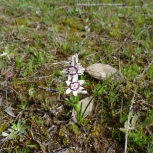 Wurmbea dioica subsp. dioica at Jerrabomberra, ACT - 10 Sep 2020