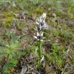 Wurmbea dioica subsp. dioica at Jerrabomberra, ACT - 10 Sep 2020