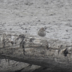 Calidris melanotos (Pectoral Sandpiper) at Fyshwick, ACT - 20 Nov 2019 by Liam.m