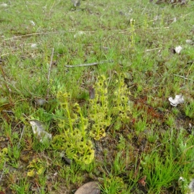 Drosera gunniana (Pale Sundew) at Jerrabomberra, ACT - 9 Sep 2020 by Mike