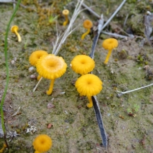 Lichenomphalia chromacea at Symonston, ACT - 10 Sep 2020