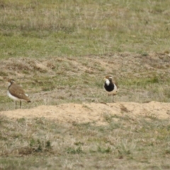 Vanellus tricolor (Banded Lapwing) at Rendezvous Creek, ACT - 9 Dec 2019 by Liam.m