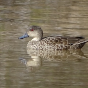 Anas gracilis at Symonston, ACT - 10 Sep 2020