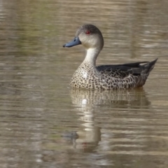 Anas gracilis at Symonston, ACT - 10 Sep 2020 09:14 AM