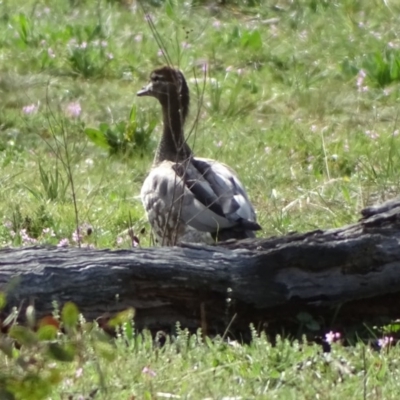 Chenonetta jubata (Australian Wood Duck) at Symonston, ACT - 9 Sep 2020 by Mike