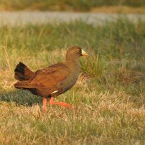 Tribonyx ventralis at Gungahlin, ACT - 12 Sep 2019