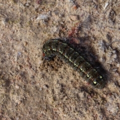 Apina callisto (Pasture Day Moth) at Symonston, ACT - 9 Sep 2020 by Mike