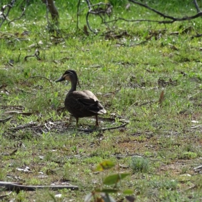 Anas superciliosa (Pacific Black Duck) at Symonston, ACT - 10 Sep 2020 by Mike