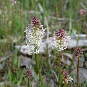 Stackhousia monogyna at Symonston, ACT - 10 Sep 2020