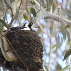 Grallina cyanoleuca (Magpie-lark) at Kambah, ACT - 10 Sep 2020 by HelenCross