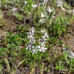 Wurmbea dioica subsp. dioica (Early Nancy) at Symonston, ACT - 9 Sep 2020 by Mike