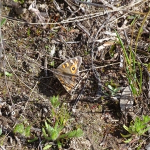 Junonia villida at Jerrabomberra, ACT - 10 Sep 2020 09:51 AM