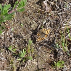 Junonia villida at Jerrabomberra, ACT - 10 Sep 2020 09:51 AM