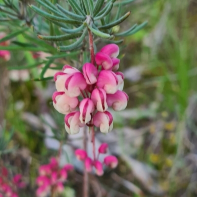 Grevillea lanigera (Woolly Grevillea) at West Albury, NSW - 5 Sep 2020 by Fpedler