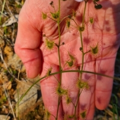 Drosera gunniana (Pale Sundew) at Albury - 5 Sep 2020 by Fpedler