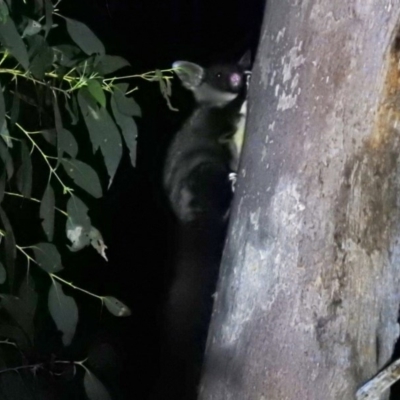 Petaurus australis (Yellow-bellied Glider) at Cotter River, ACT - 12 Jun 2020 by Liam.m