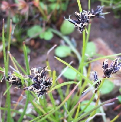 Schoenus apogon (Common Bog Sedge) at Majura, ACT - 10 Sep 2020 by JaneR