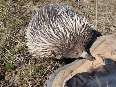 Tachyglossus aculeatus (Short-beaked Echidna) at Tuggeranong DC, ACT - 2 Sep 2020 by ChrisHolder