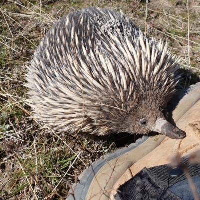 Tachyglossus aculeatus (Short-beaked Echidna) at Tuggeranong DC, ACT - 2 Sep 2020 by ChrisHolder