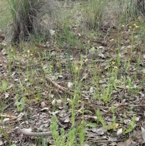 Diuris chryseopsis at Cook, ACT - suppressed