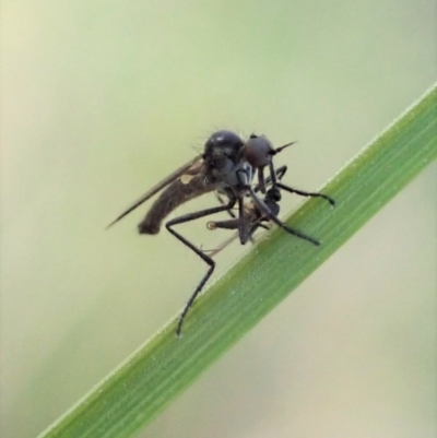 Empididae sp. (family) (Dance fly) at Cook, ACT - 6 Sep 2020 by CathB