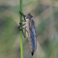 Cerdistus sp. (genus) (Slender Robber Fly) at Cook, ACT - 6 Sep 2020 by CathB